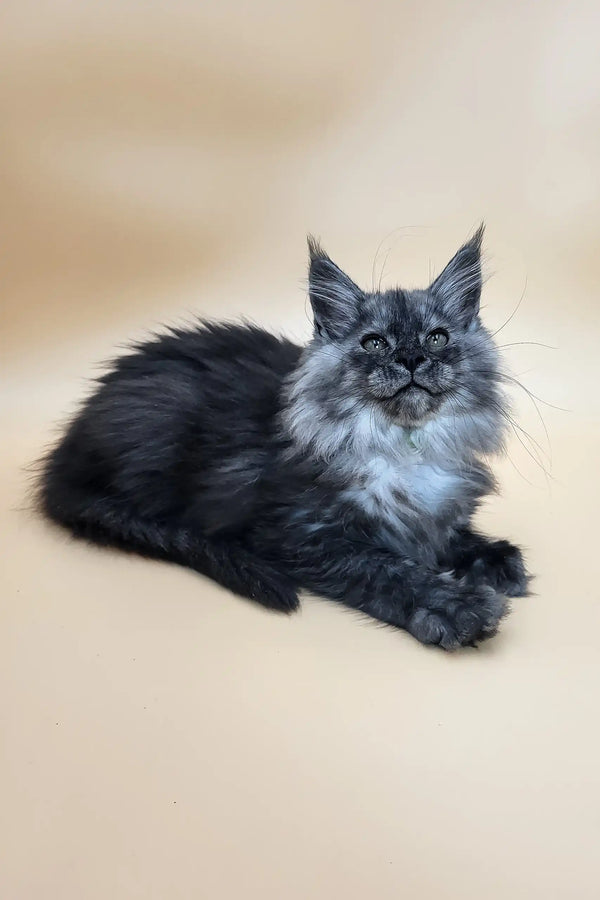 Derby | maine coon kitten