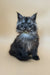 Derby | maine coon kitten