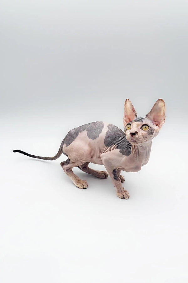 Cute Hairless Sphynx Kitten with gray and pink skin patches in a cozy setting