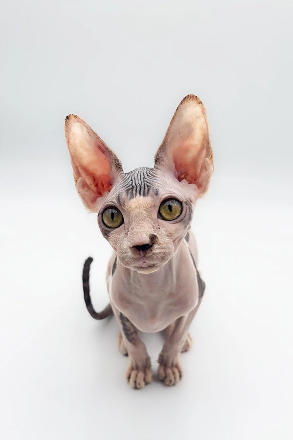 Hairless Sphynx kitten Derek with big ears and striking eyes, perfect for pet lovers