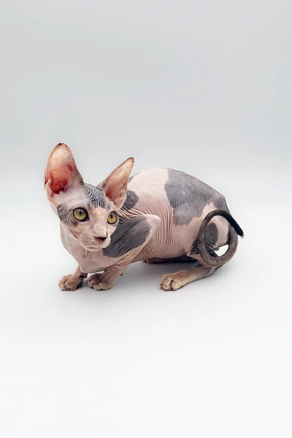 Cute Hairless Sphynx Kitten Derek with wrinkled skin and big ears ready for cuddles