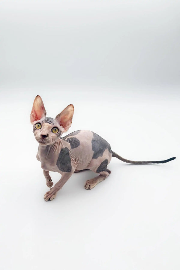 Hairless Sphynx kitten with gray and pink patches looking adorable in Derek’s product