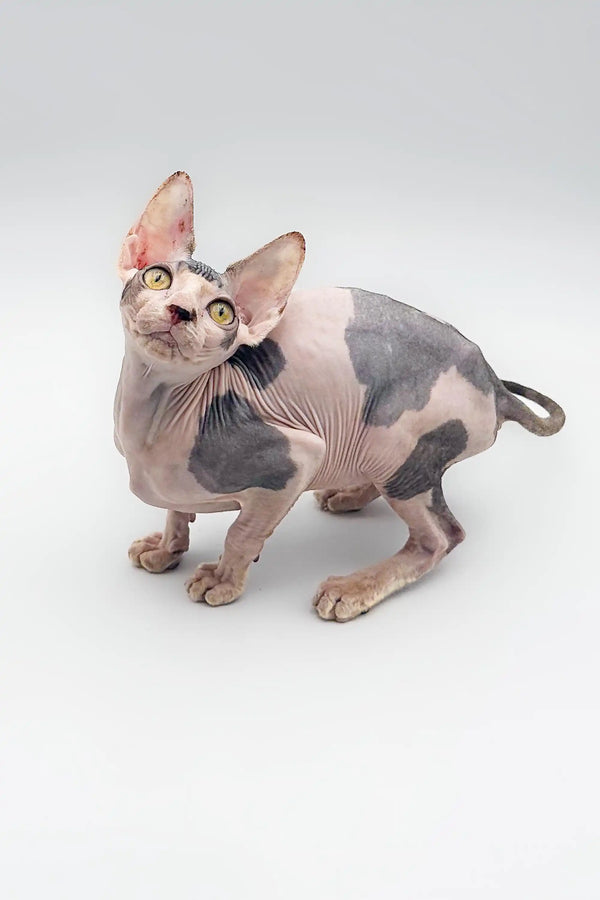 Adorable Hairless Sphynx kitten with gray and pink skin patches for sale