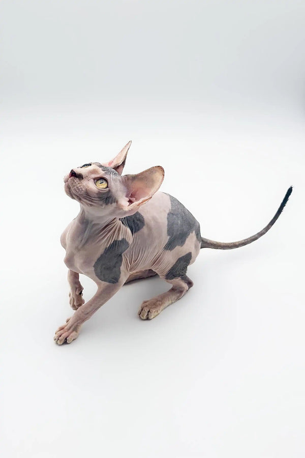 Sphynx kitten Derek showing off its wrinkled skin and big ears, sitting alert