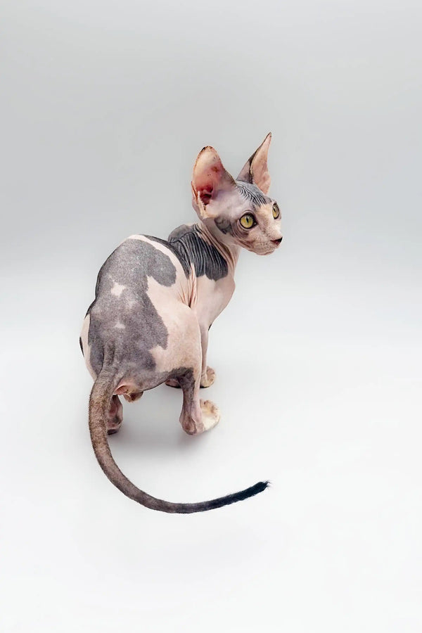 Hairless Sphynx kitten Derek with wrinkled skin and big ears sitting proudly