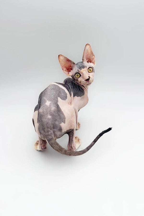 Adorable Hairless Sphynx kitten with gray and pink skin patches sitting up
