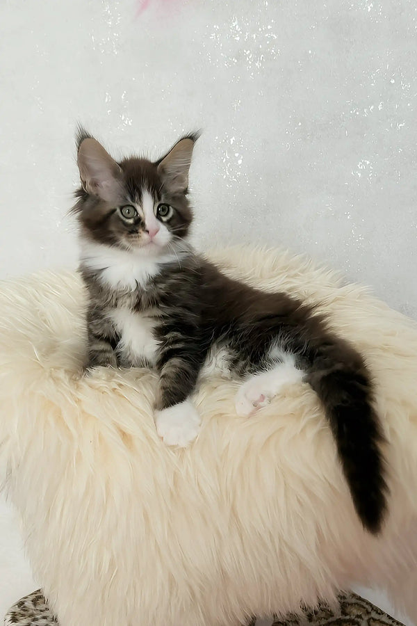 Derrick | maine coon kitten