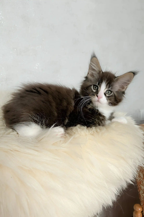 Derrick | maine coon kitten