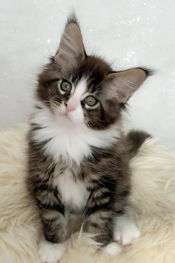 Derrick | maine coon kitten