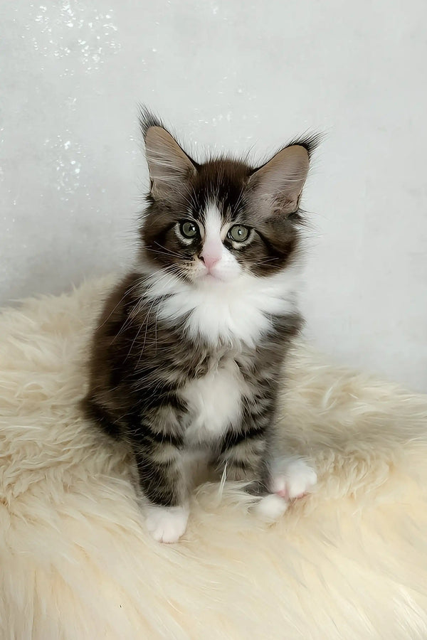 Derrick | maine coon kitten