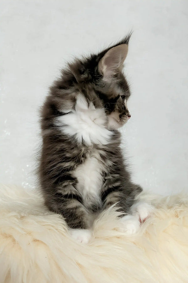 Derrick | maine coon kitten