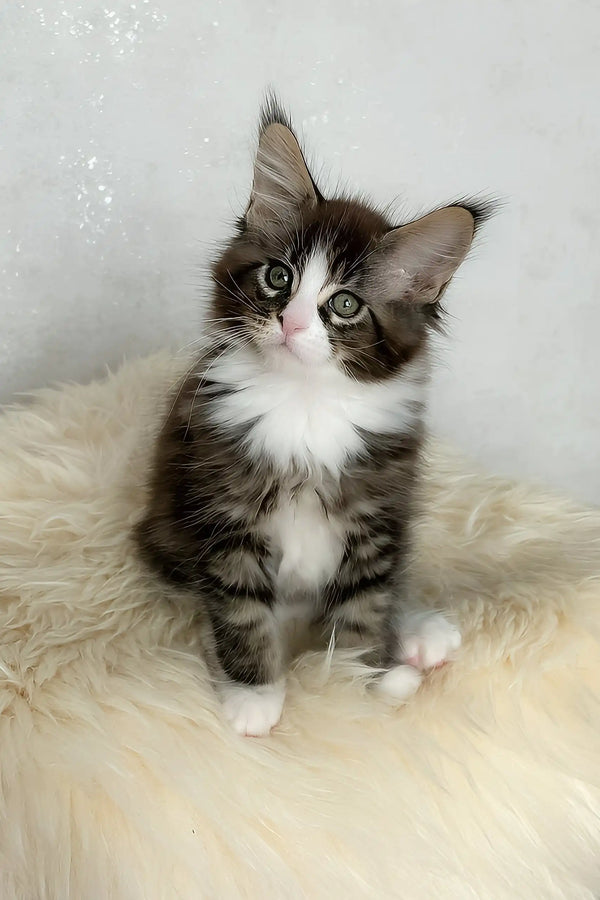 Derrick | maine coon kitten