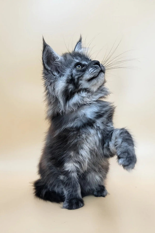 Deva | maine coon kitten