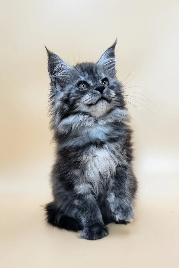 Deva | maine coon kitten