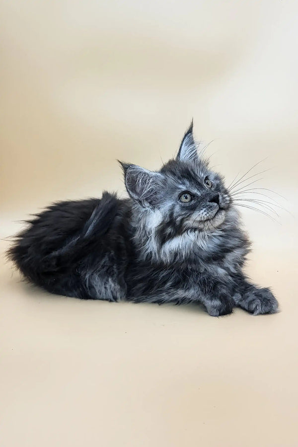 Deva | maine coon kitten