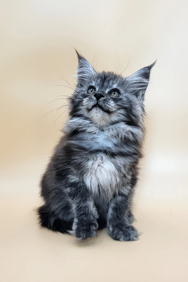 Deva | maine coon kitten