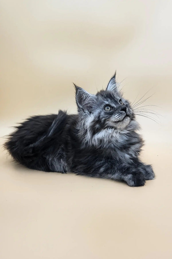 Deva | maine coon kitten