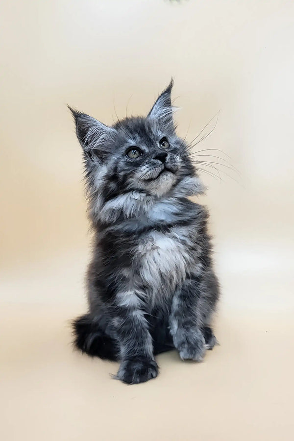 Deva | maine coon kitten