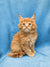 Fluffy orange Maine Coon kitten with wide eyes sitting upright, cute and playful