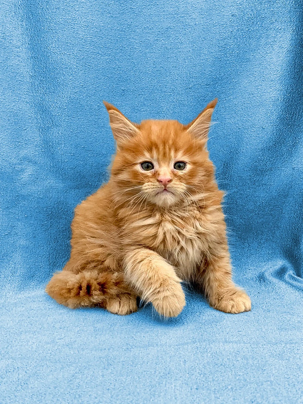 Fluffy orange Maine Coon kitten with pointed ears and a long coat for Devon