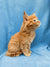 Ginger Maine Coon kitten with fluffy fur sitting upright, looking adorable