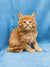 Orange tabby Maine Coon kitten with fluffy fur and an alert expression