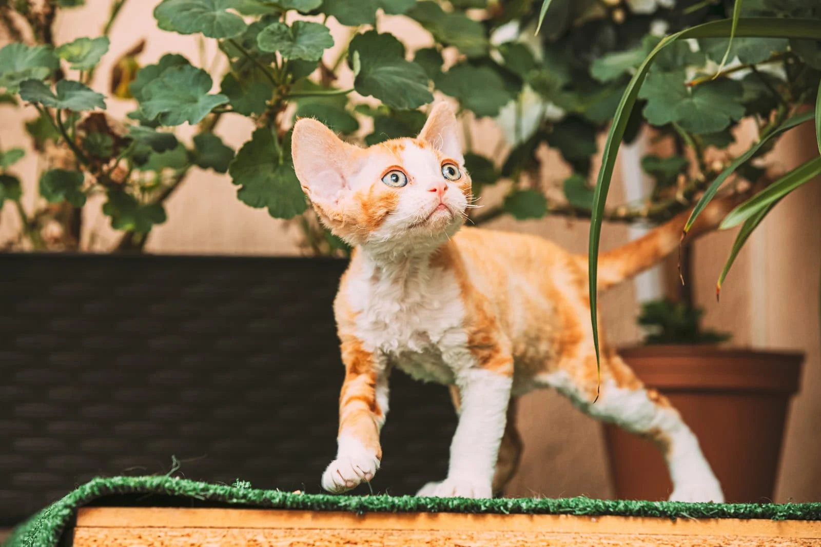 devon rex cat breed