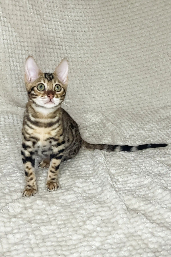 Dexter | bengal kitten