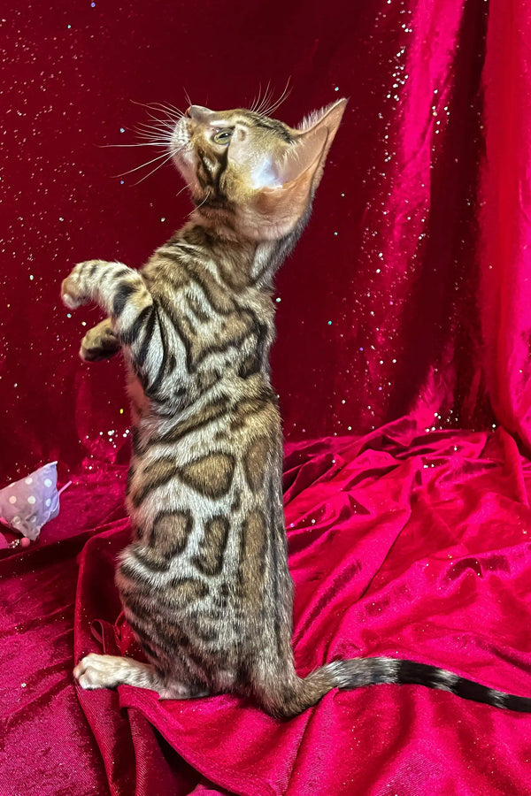 Dexter | bengal kitten