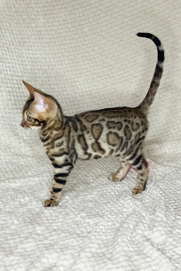 Dexter | bengal kitten