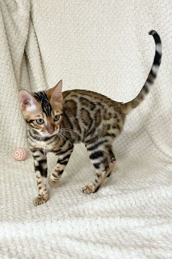 Dexter | bengal kitten