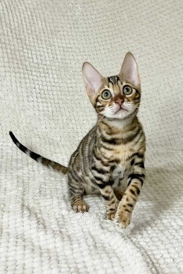 Dexter | bengal kitten