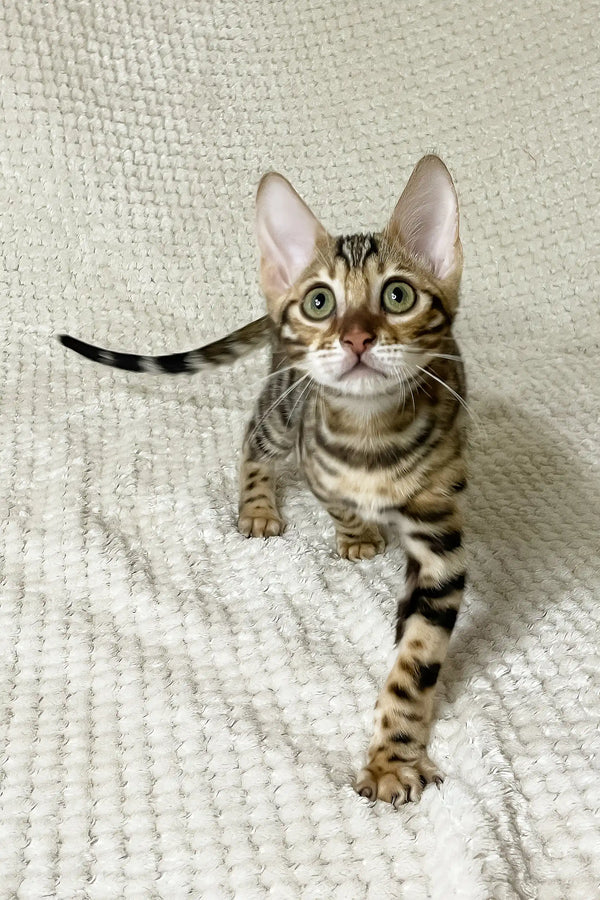 Dexter | bengal kitten