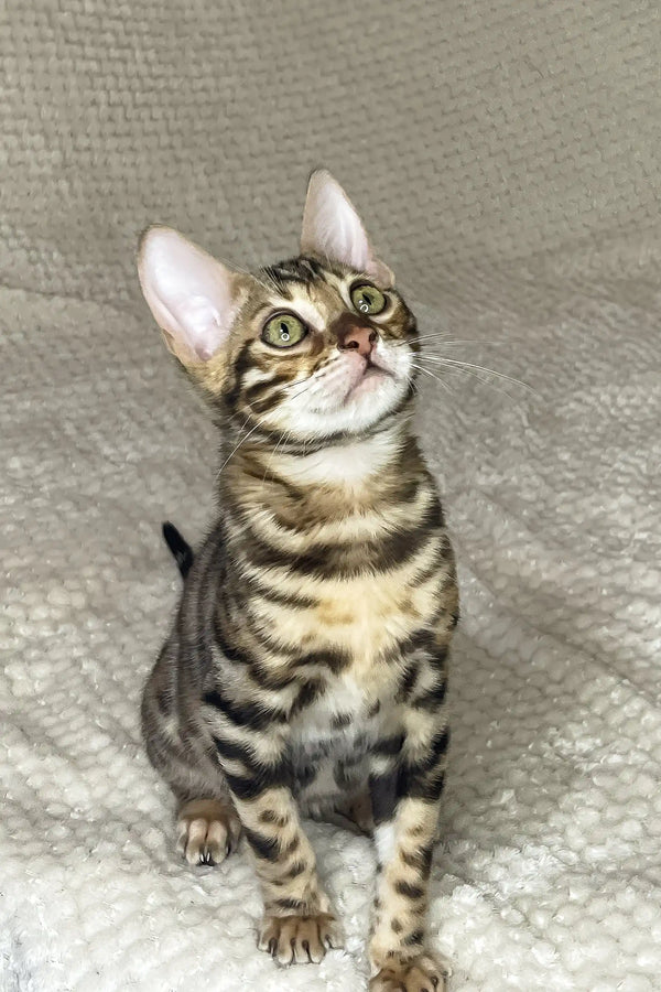 Dexter | bengal kitten