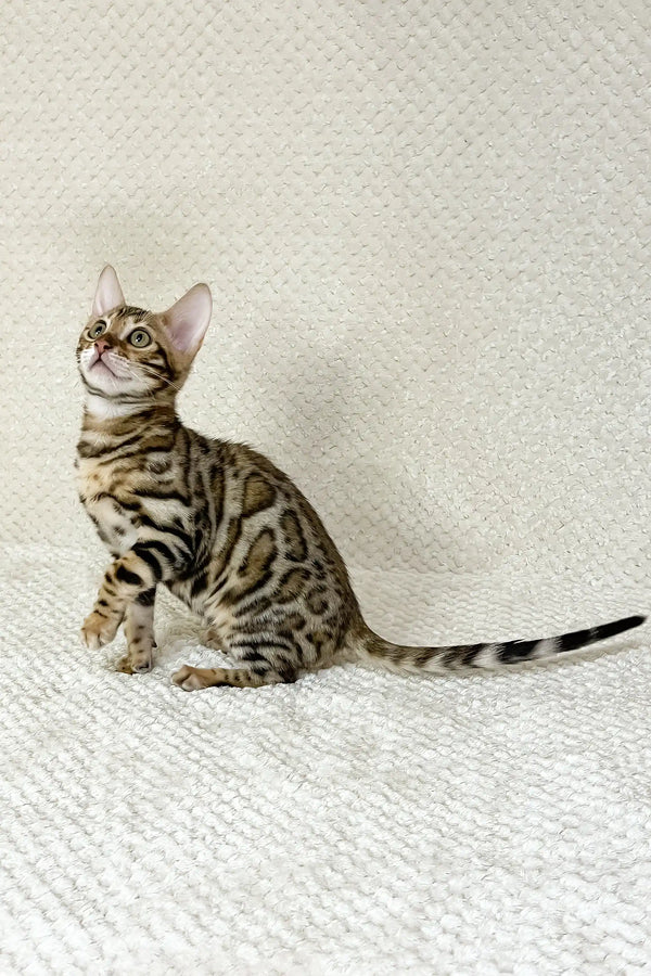 Dexter | bengal kitten