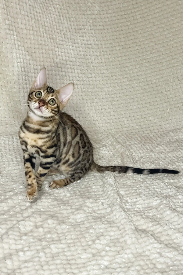 Dexter | bengal kitten