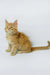 Dexter | maine coon kitten
