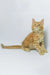 Dexter | maine coon kitten