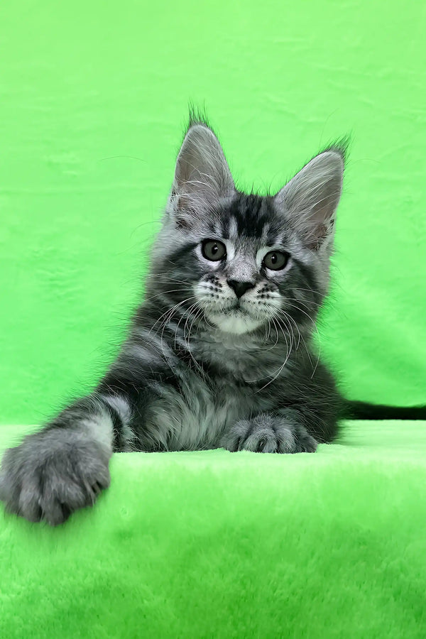 Dexter | maine coon kitten
