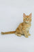 Dexter | maine coon kitten