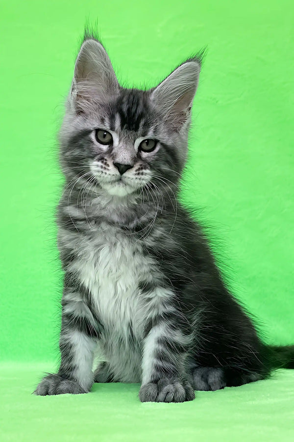 Dexter | maine coon kitten