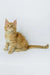 Dexter | maine coon kitten