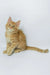 Dexter | maine coon kitten