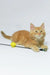 Dexter | maine coon kitten
