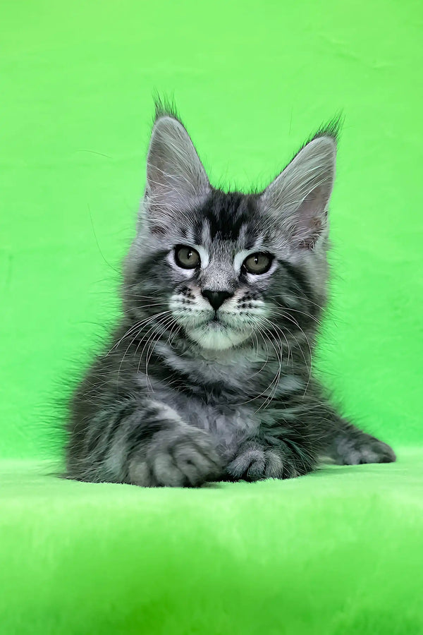 Dexter | maine coon kitten