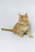 Dexter | maine coon kitten