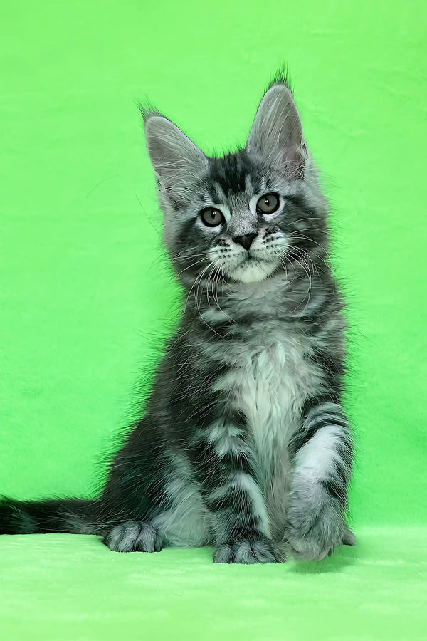 Dexter | maine coon kitten