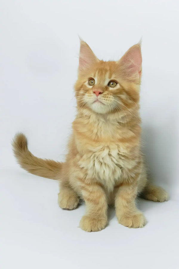 Dexter | maine coon kitten