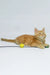 Dexter | maine coon kitten