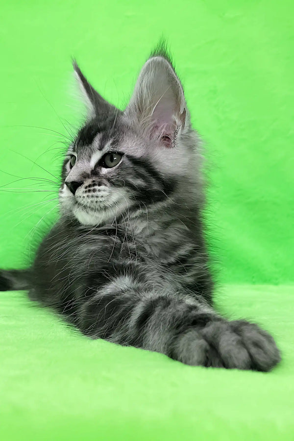 Dexter | maine coon kitten